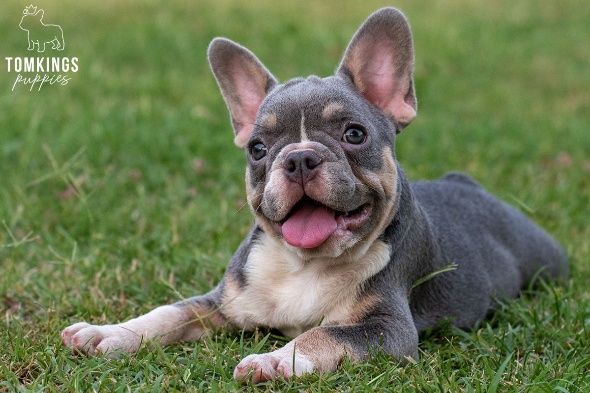 Outdoor activities that develop your Frenchie’s skills - TomKings Blog