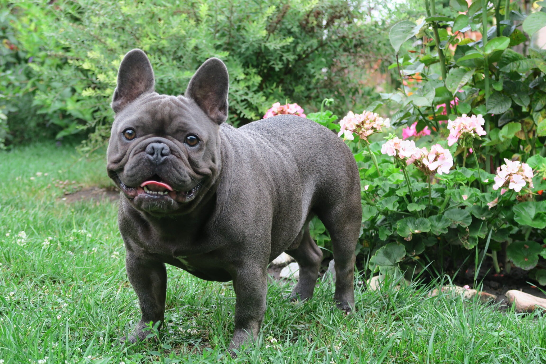 Boy or Girl Frenchie? We help you decide! - TomKings Blog