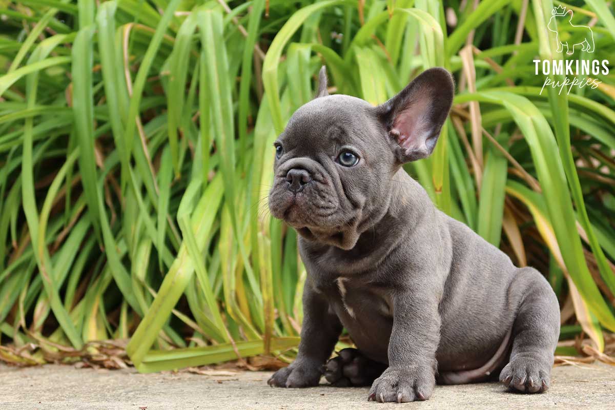 Outdoor activities that develop your Frenchie’s skills - TomKings Blog