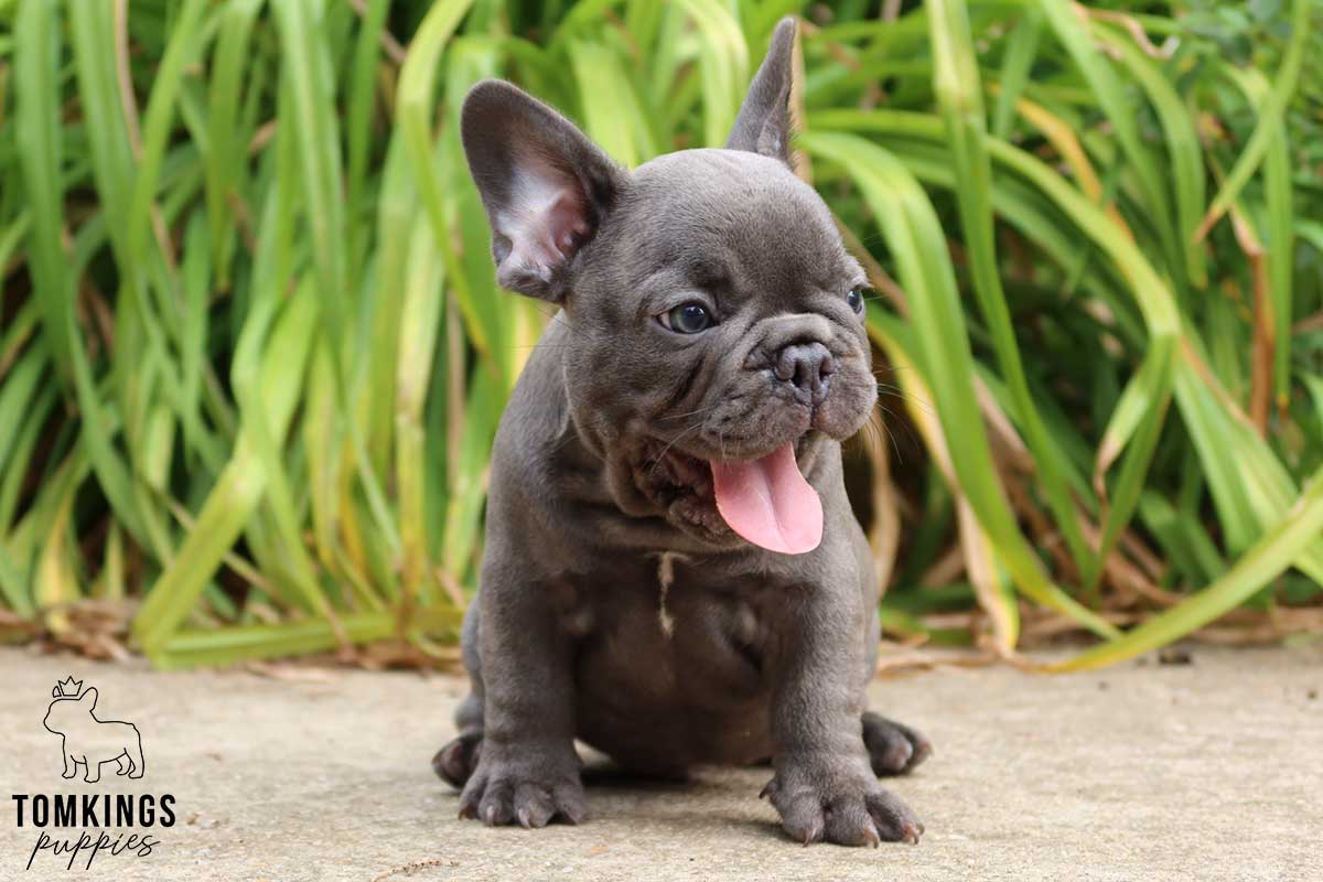 How can you become your Frenchie's pack leader? - TomKings Blog
