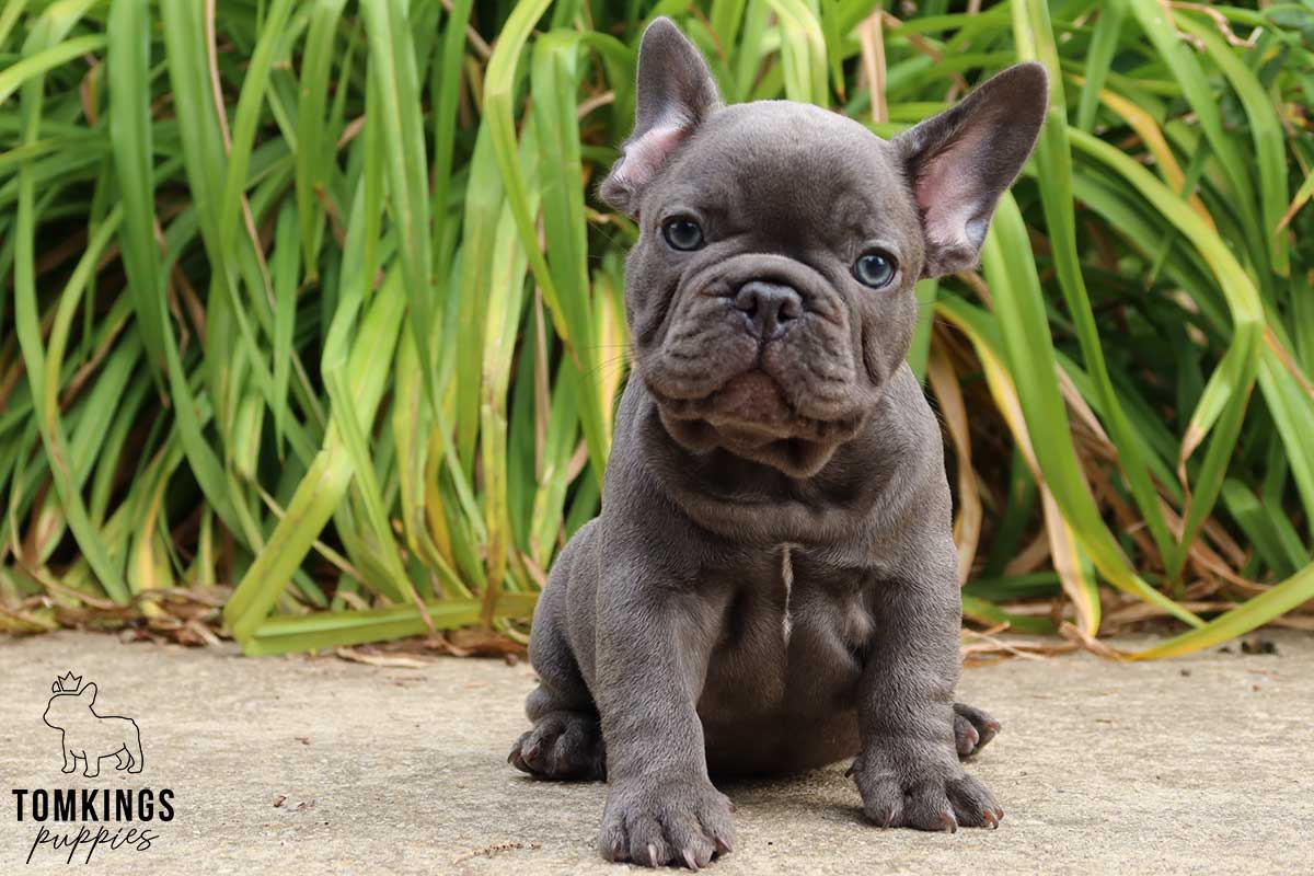 Chihuahua vs French Bulldog: Can We Help You Choose? - TomKings Blog