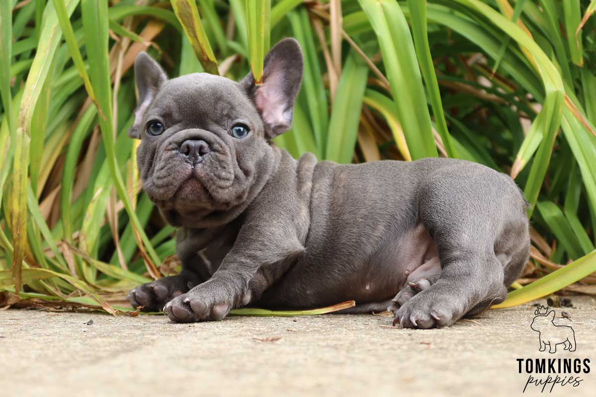 Andreas, French Bulldog puppy at TomKings Puppies