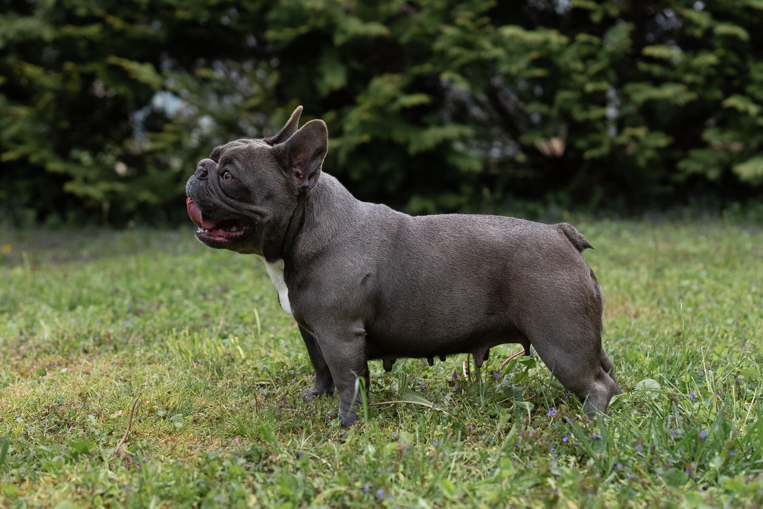 Boy or Girl Frenchie? We help you decide! - TomKings Blog