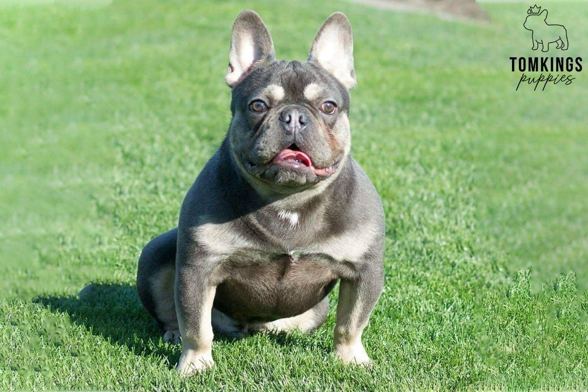 Why adopt a French Bulldog? - [7 good reasons] - TomKings Blog