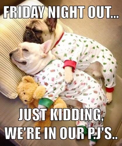 15 Frenchie memes that will make you smile - TomKings Blog