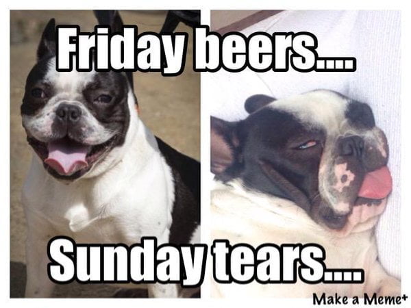 15 Frenchie memes that will make you smile - TomKings Blog