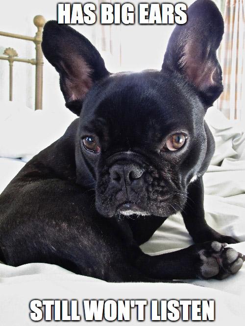 15 Frenchie memes that will make you smile - TomKings Blog