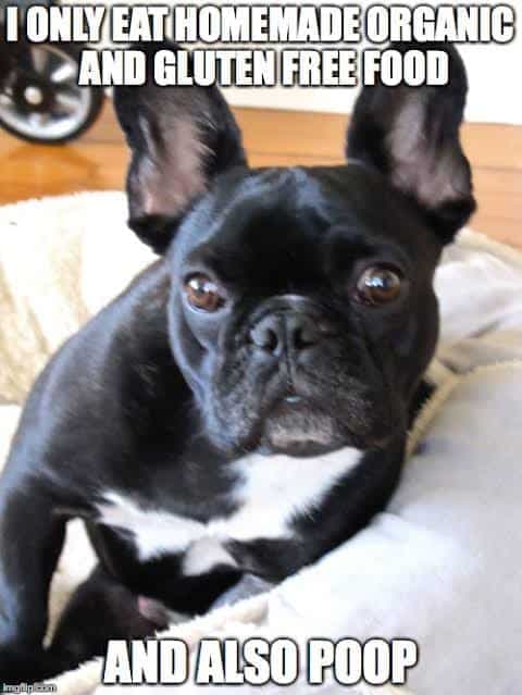 15 Frenchie memes that will make you smile - TomKings Blog
