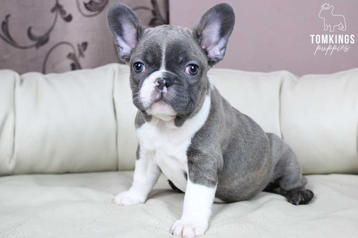 6 things French Bulldogs love to do - TomKings Blog