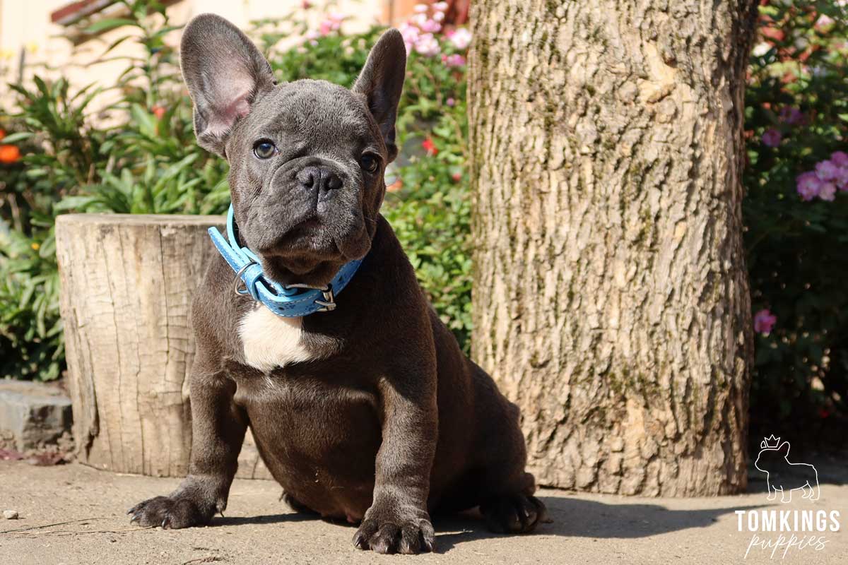 Effective leash training tips for Frenchie parents - TomKings Blog