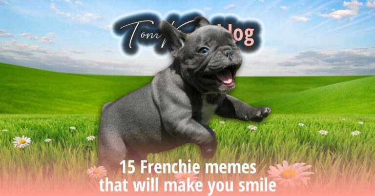 15 Frenchie memes that will make you smile - TomKings Blog