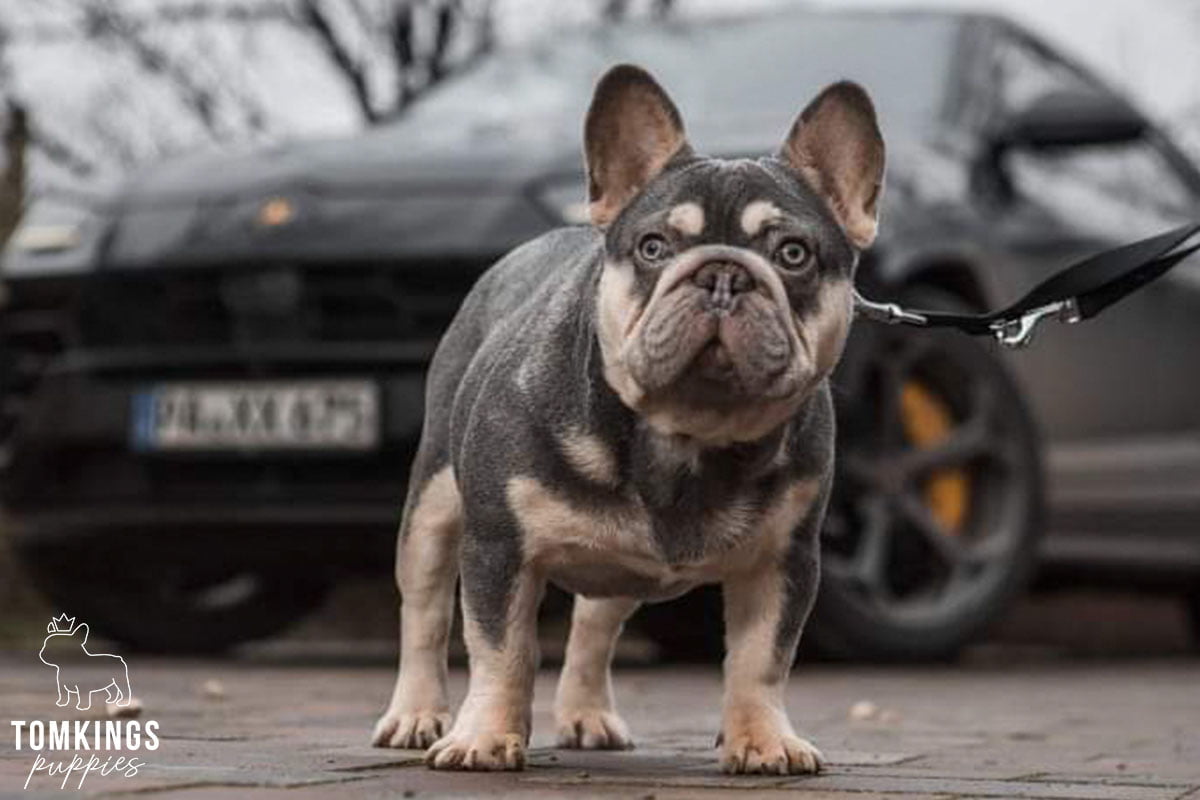Effective leash training tips for Frenchie parents - TomKings Blog