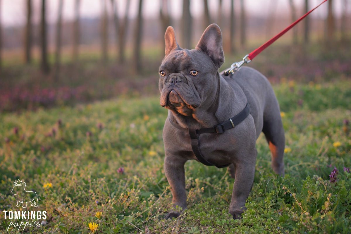 Effective leash training tips for Frenchie parents - TomKings Blog