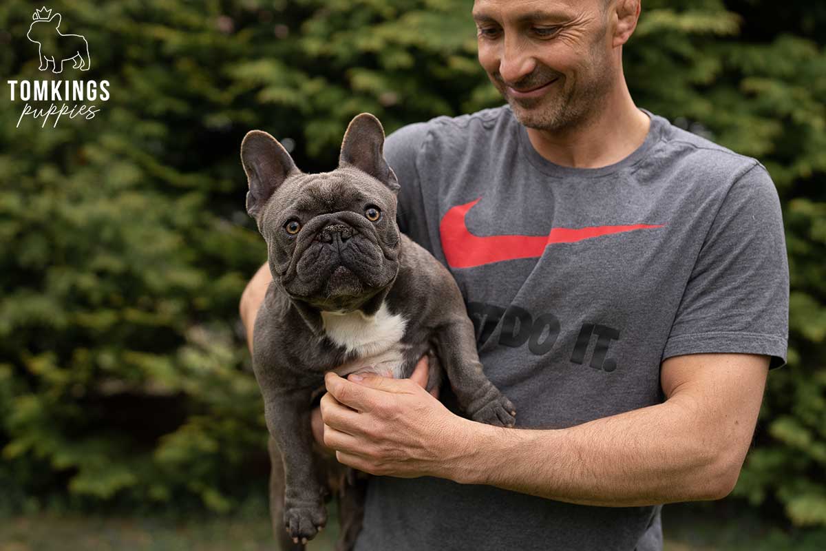 Effective leash training tips for Frenchie parents - TomKings Blog