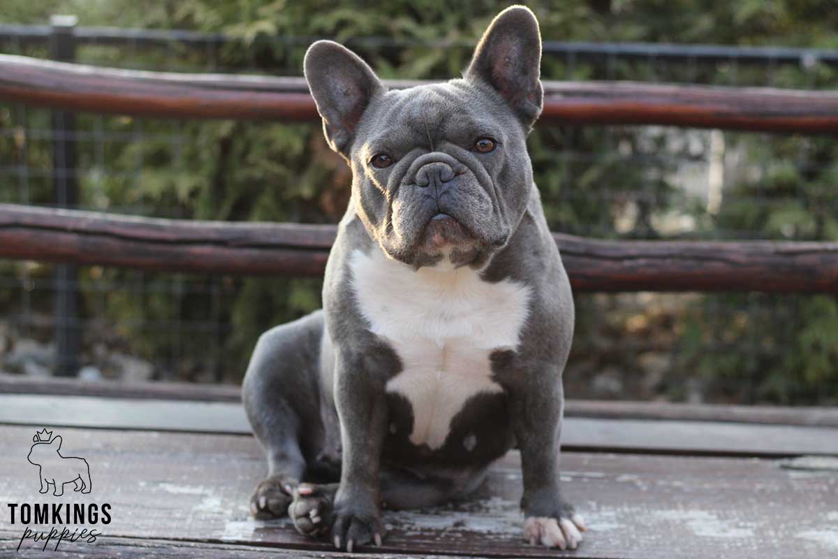 Effective leash training tips for Frenchie parents - TomKings Blog