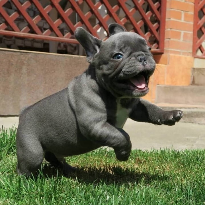 Our top 10 cutest pictures of TomKings Frenchies - TomKings Blog