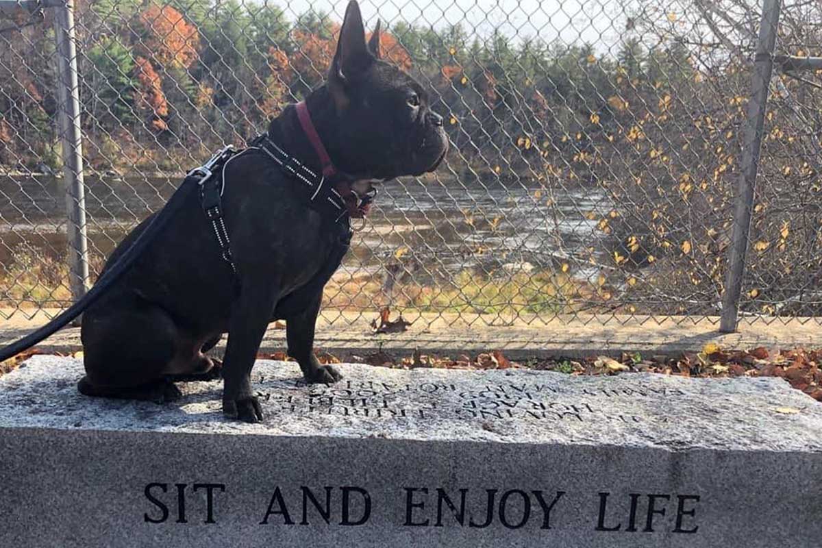 How a Frenchie parent created a successful Frenchie website? - TomKings Blog