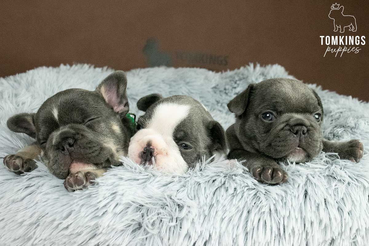 6 things French Bulldogs love to do - TomKings Blog