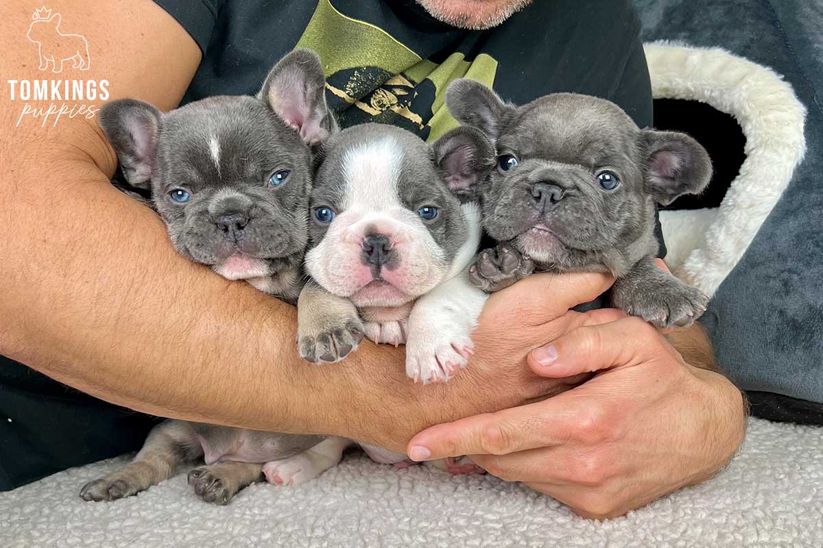 6 things French Bulldogs love to do - TomKings Blog