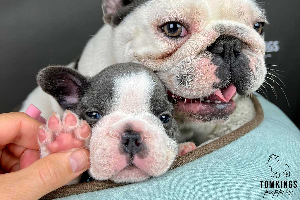 Teo, available French Bulldog puppy at TomKings Puppies