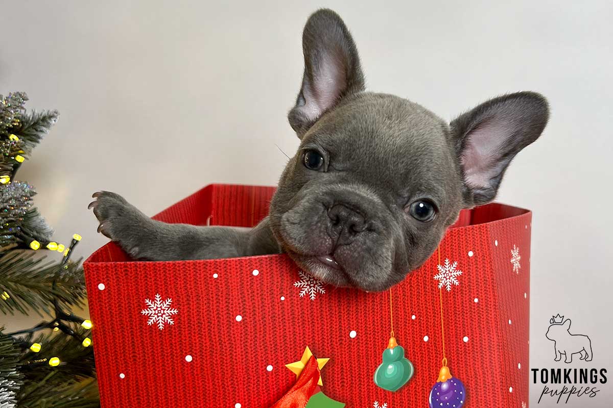 Playing with your Frenchie – Why and how should you do it? - TomKings Blog