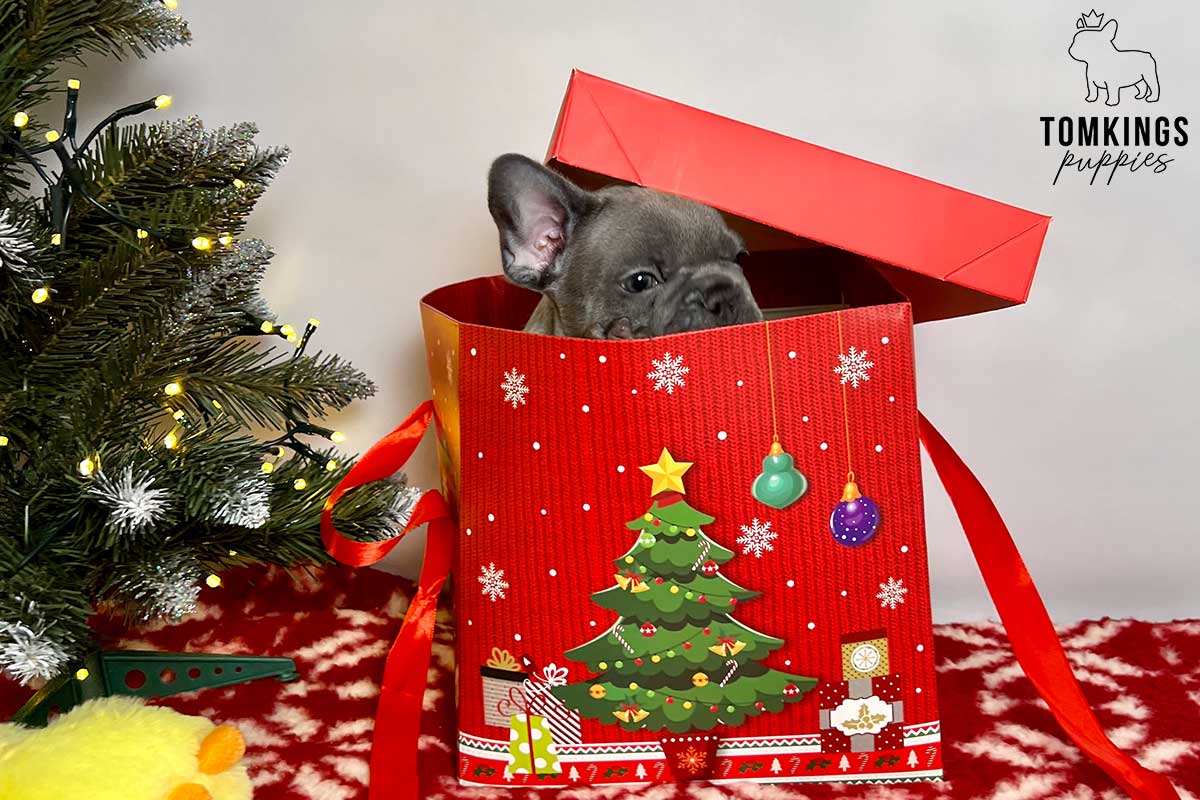 Playing with your Frenchie – Why and how should you do it? - TomKings Blog