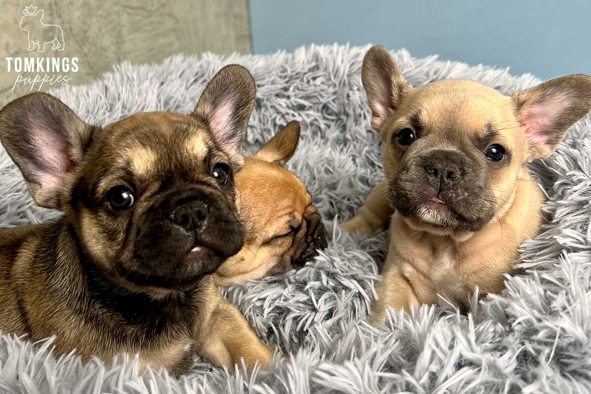 Holiday with your Frenchie - tips to make it more memorable - TomKings Blog