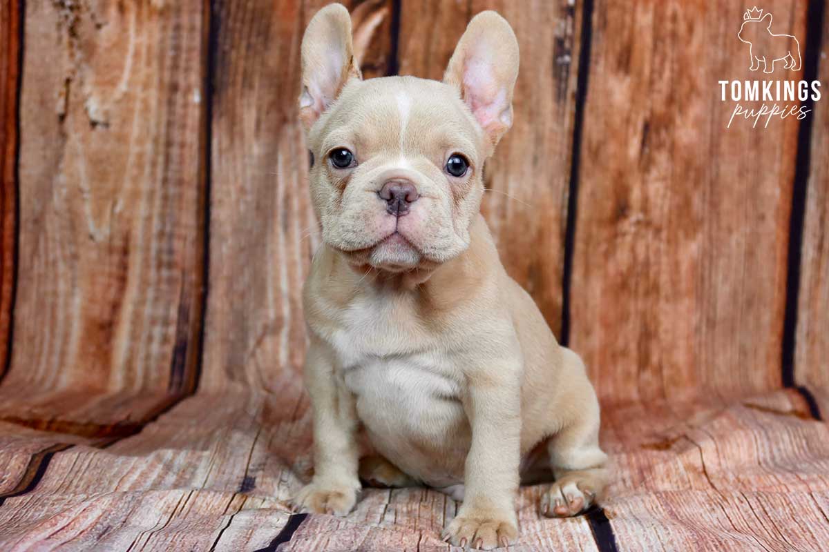 What to do when your Frenchie is lost? - TomKings Blog