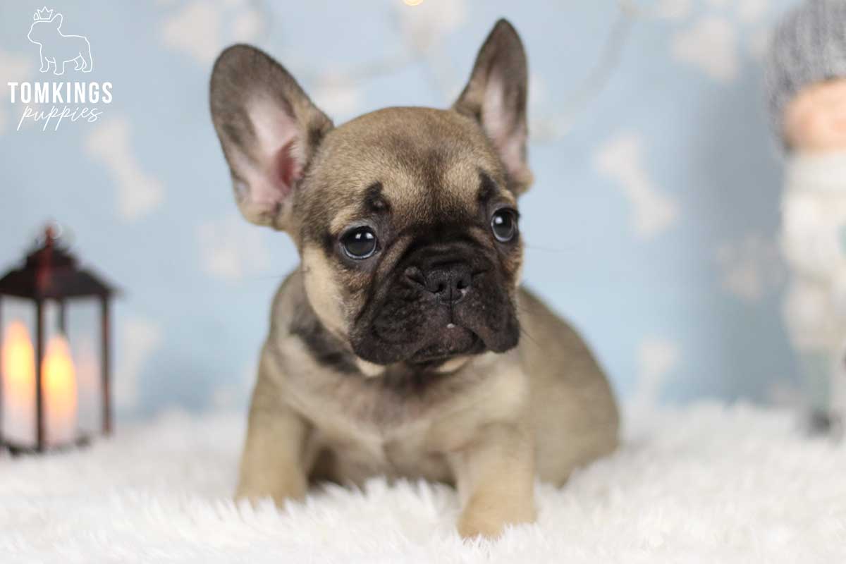 Holiday with your Frenchie - tips to make it more memorable - TomKings Blog