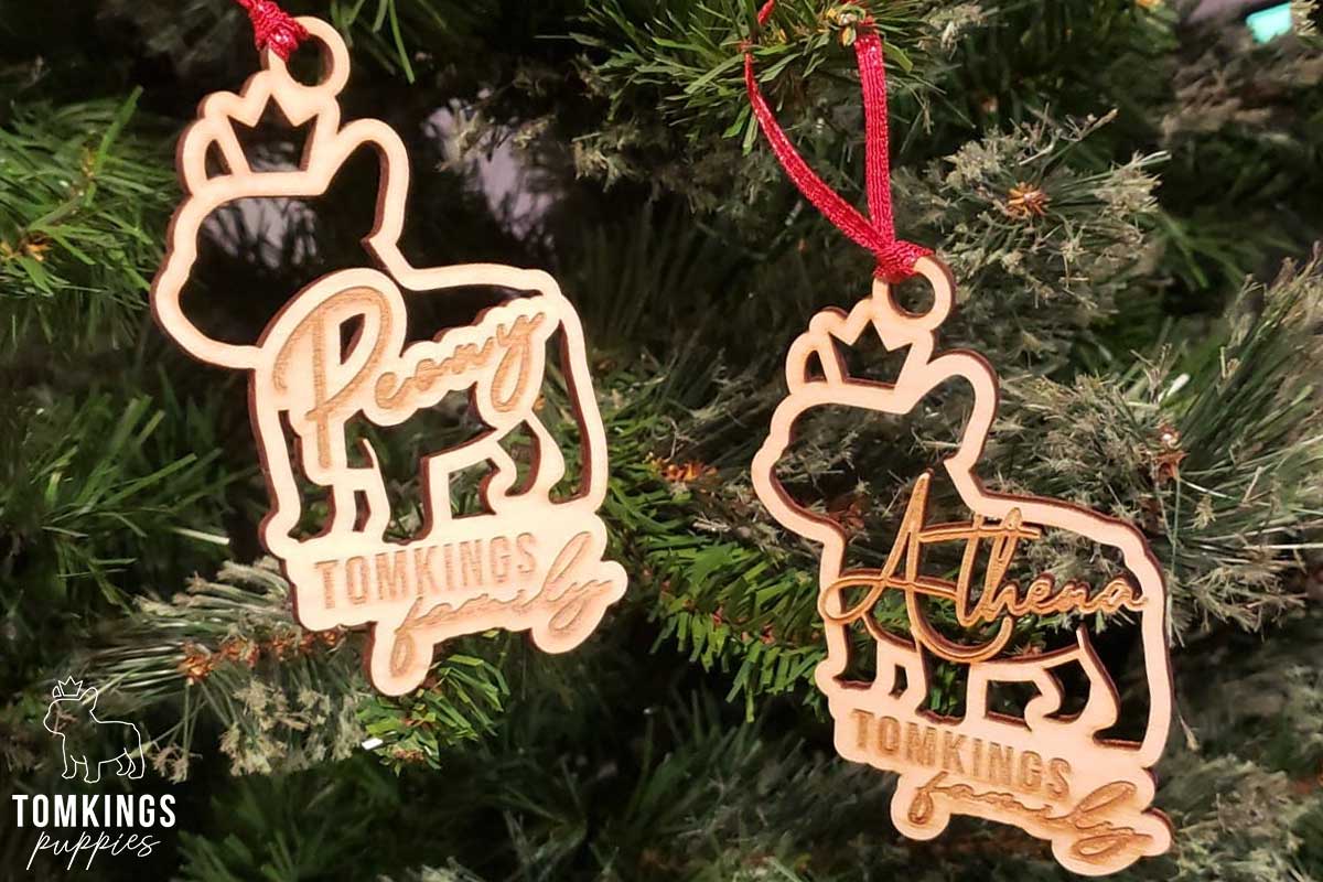 Holiday with your Frenchie - tips to make it more memorable - TomKings Blog