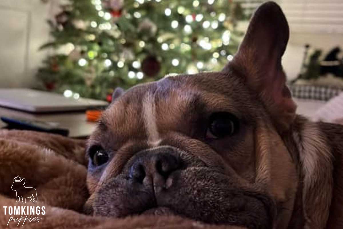 Holiday with your Frenchie - tips to make it more memorable - TomKings Blog