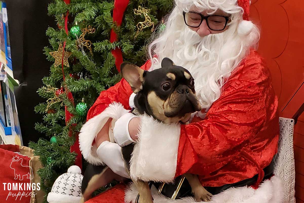 Holiday with your Frenchie - tips to make it more memorable - TomKings Blog