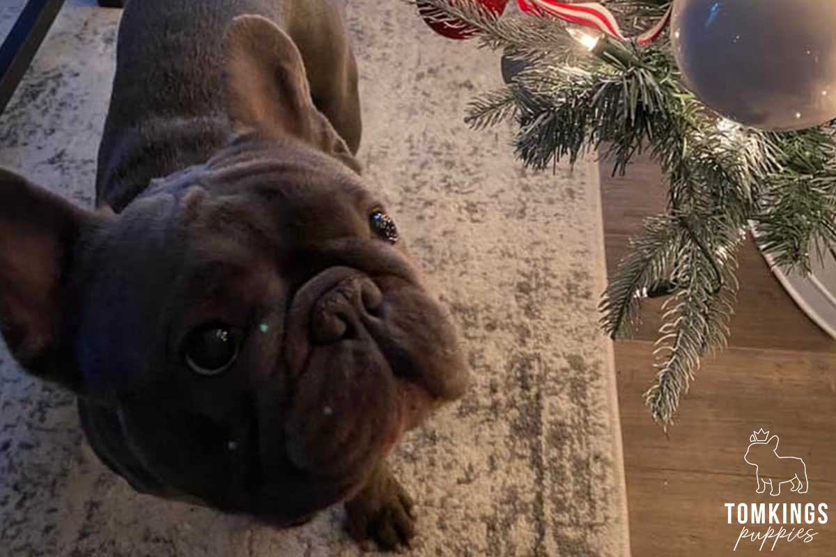 Holiday with your Frenchie - tips to make it more memorable - TomKings Blog