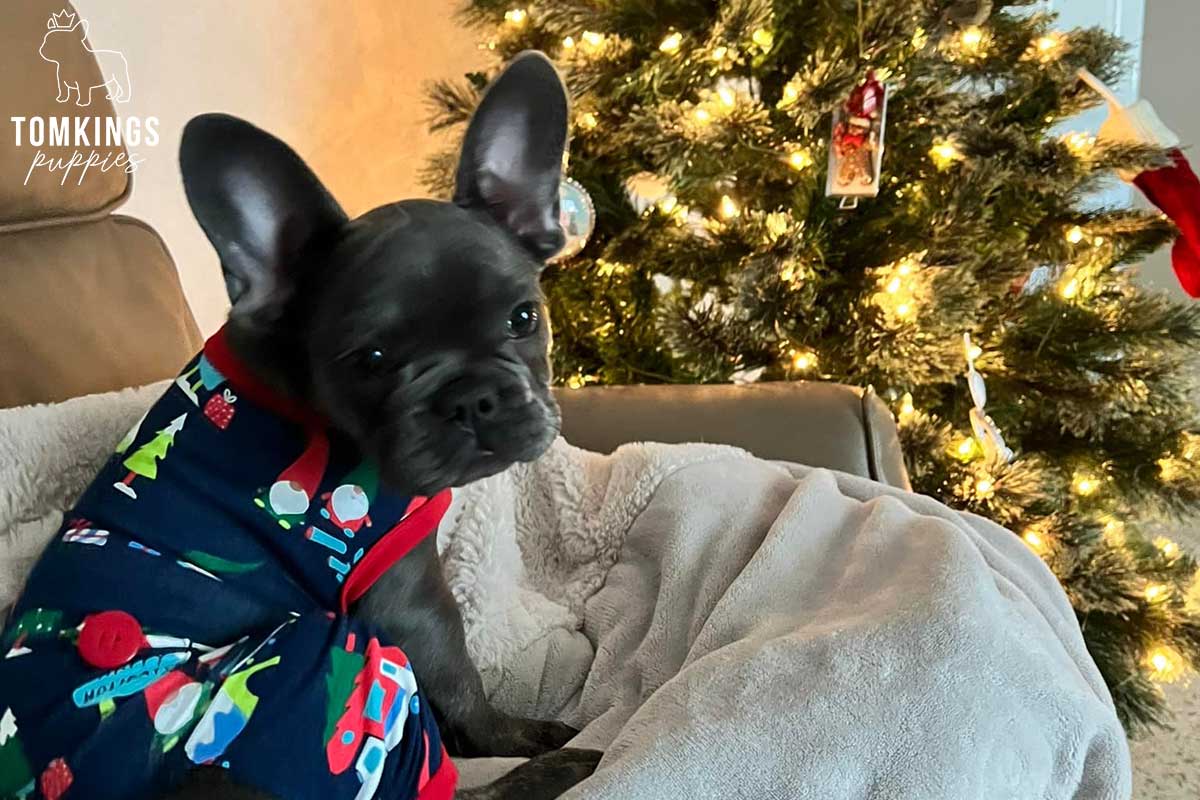 Holiday with your Frenchie - tips to make it more memorable - TomKings Blog