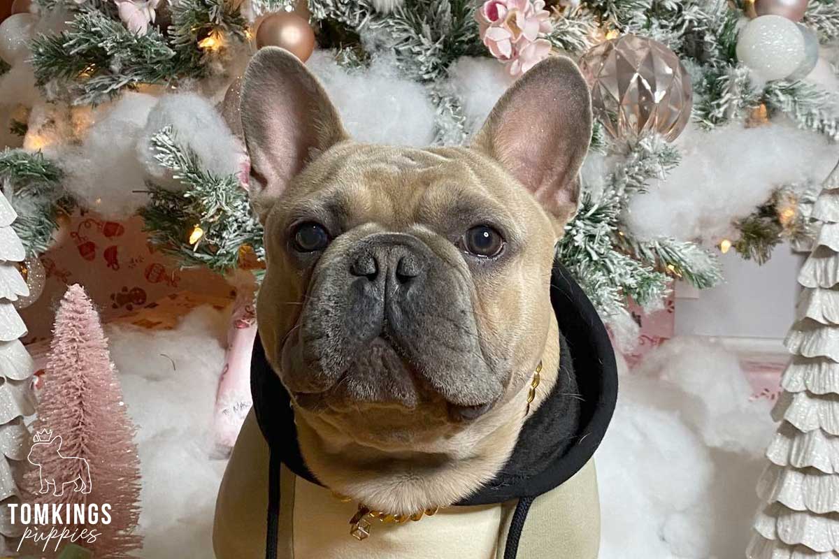 Holiday with your Frenchie - tips to make it more memorable - TomKings Blog