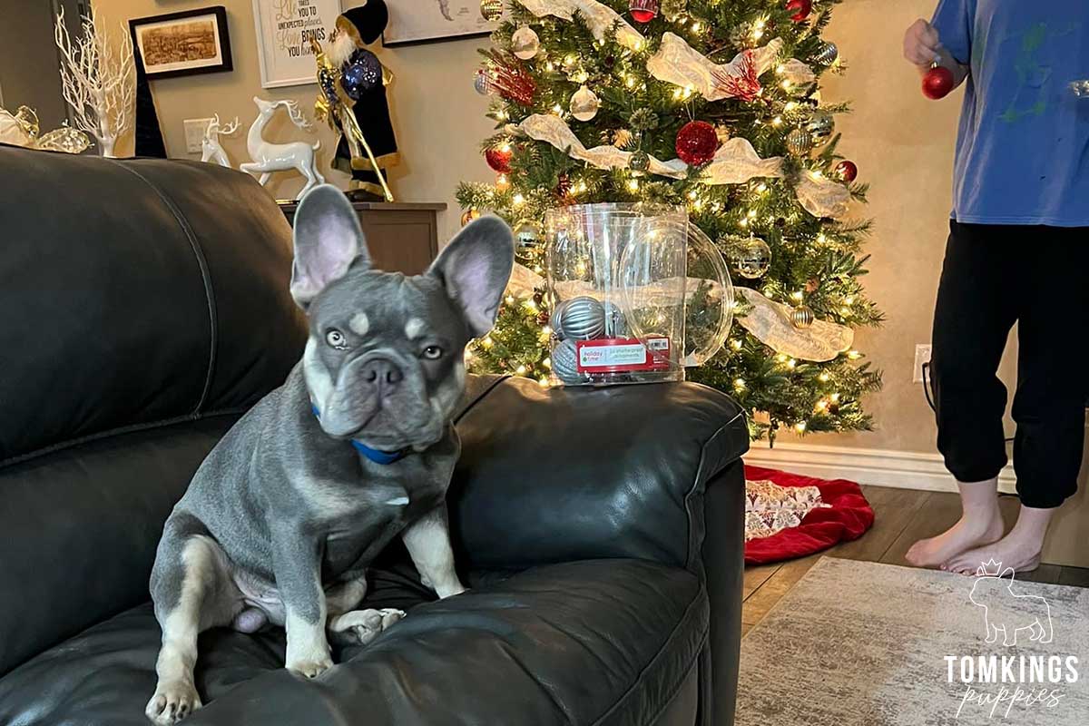 Holiday with your Frenchie - tips to make it more memorable - TomKings Blog