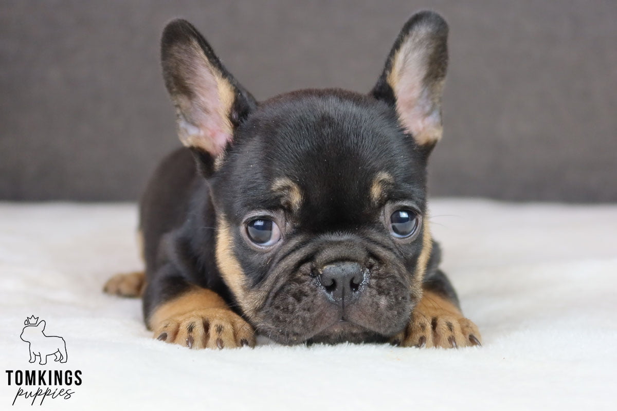 5 most common French bulldog eye problems - TomKings Blog