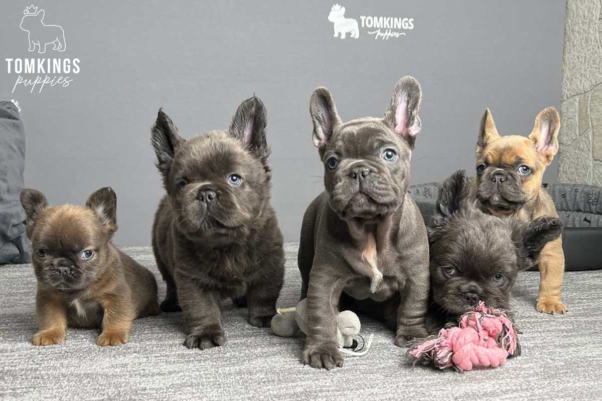 Fluffy litter - TomKings Puppies