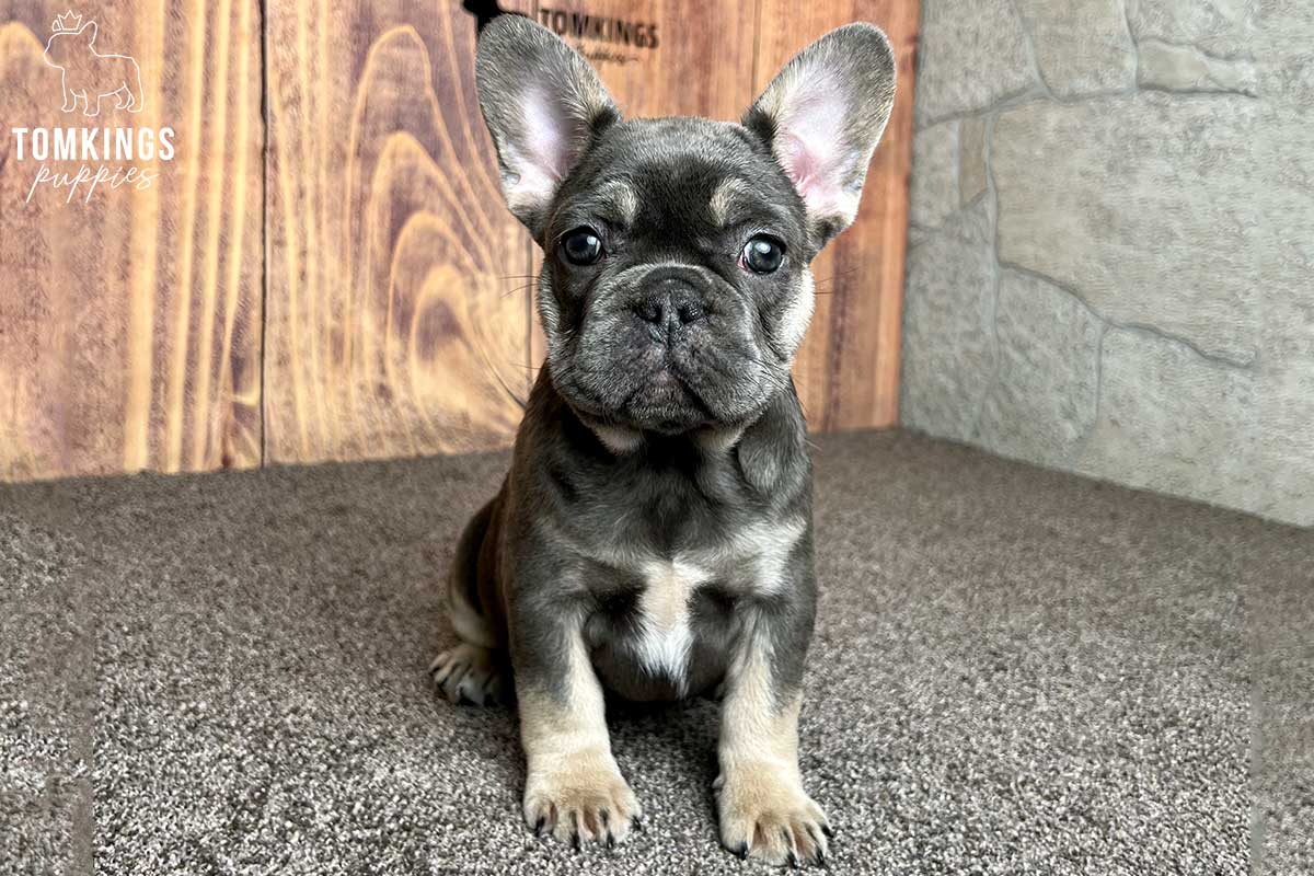 What to do when your Frenchie gets scared? - TomKings Blog