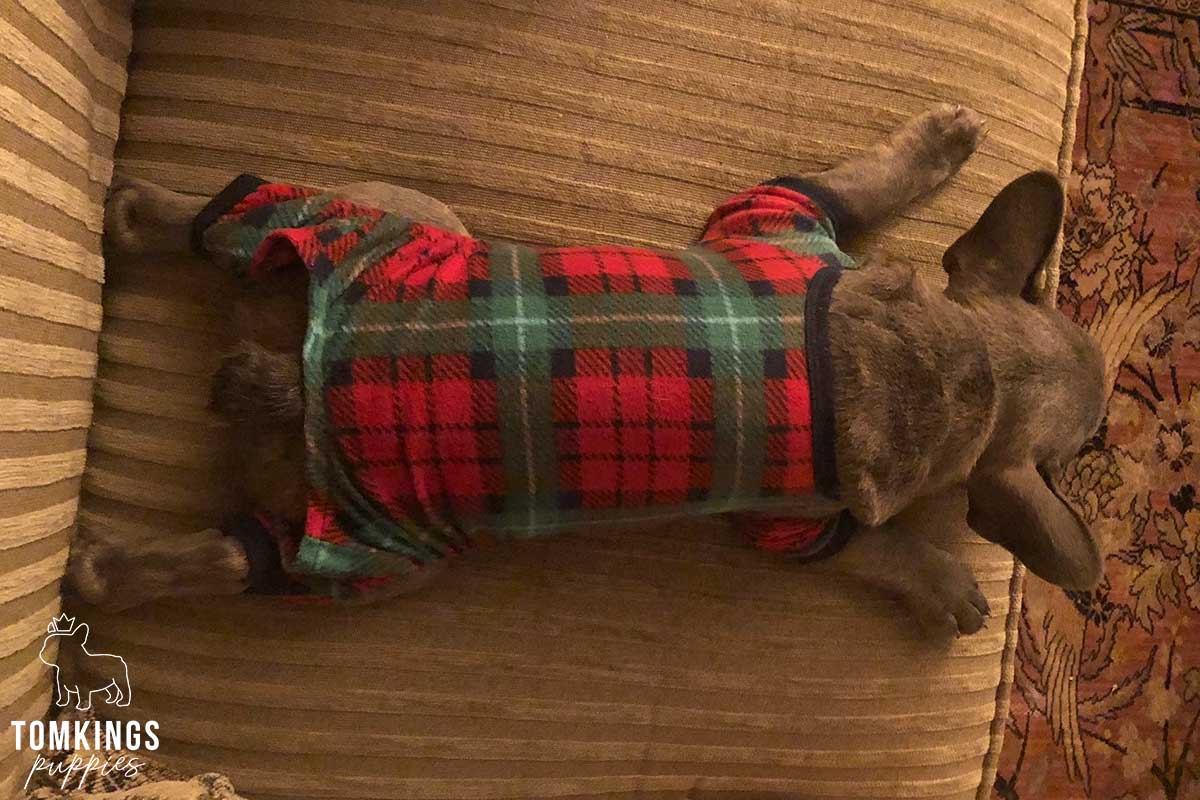 Why and how to dress your Frenchie? - TomKings Blog