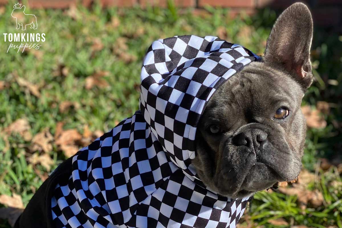 Why and how to dress your Frenchie? - TomKings Blog