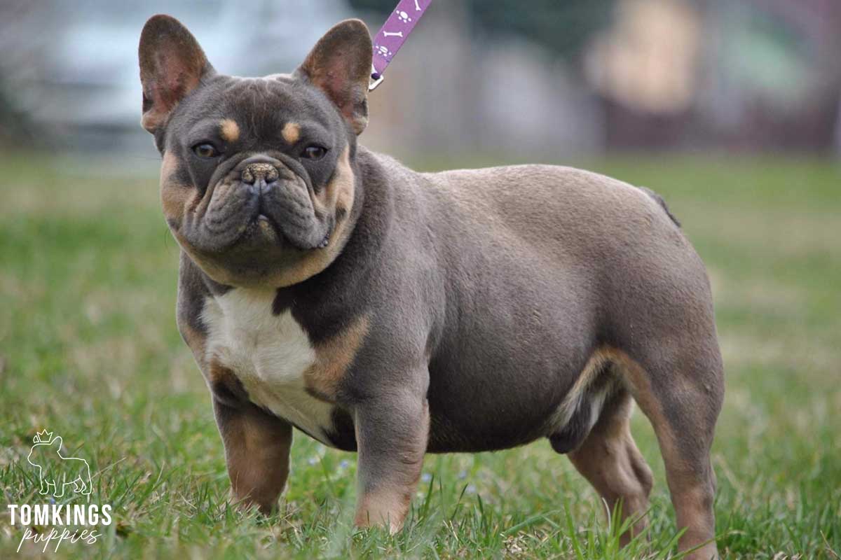 Why do Frenchies get the Zoomies? - TomKings Blog