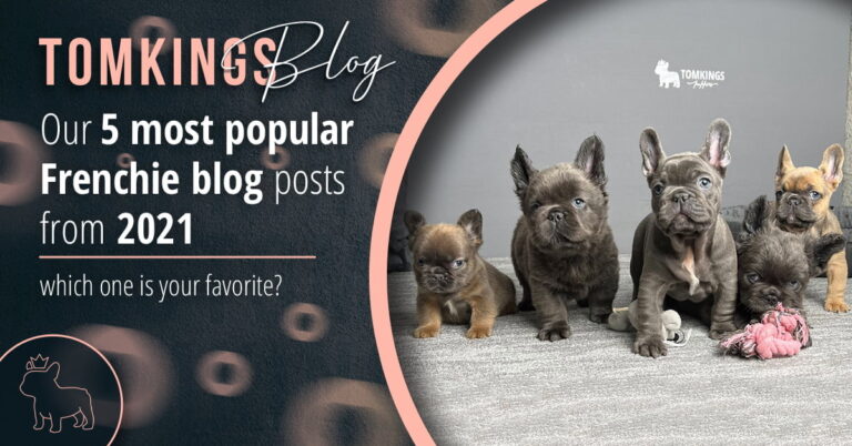 Our 5 most popular Frenchie blog posts from 2021 - TomKings Blog
