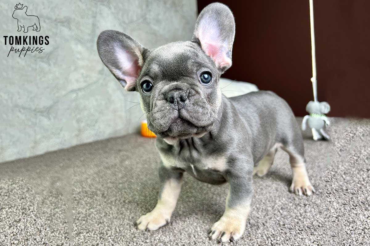 How to fly with your Frenchie? - TomKings Blog