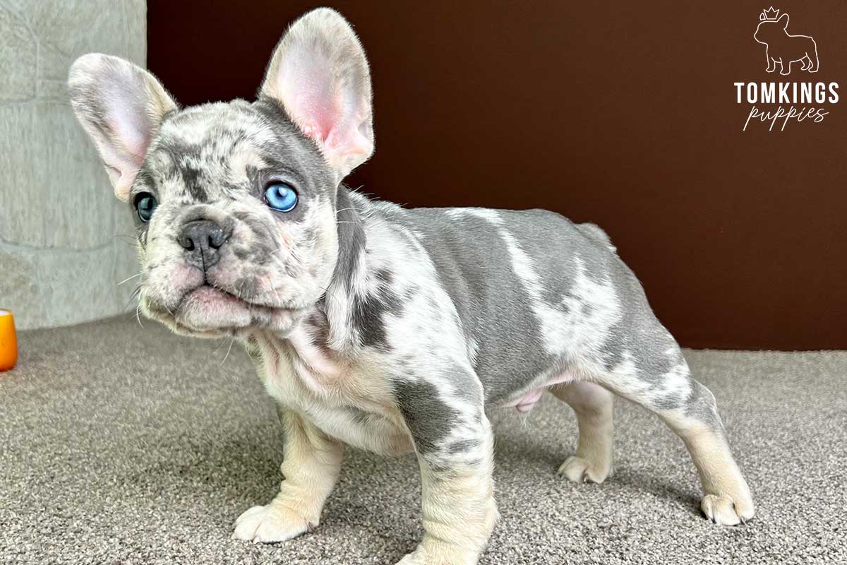 How to fly with your Frenchie? - TomKings Blog