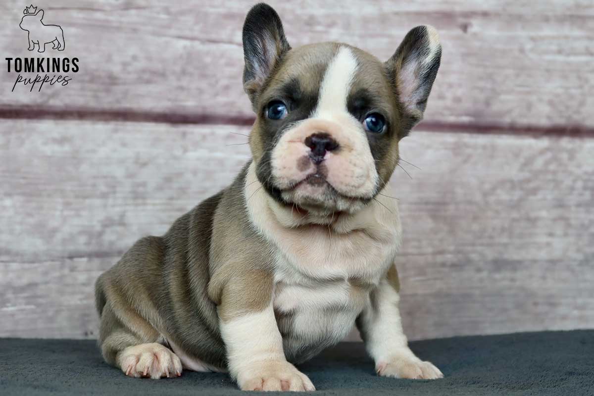 How to fly with your Frenchie? - TomKings Blog