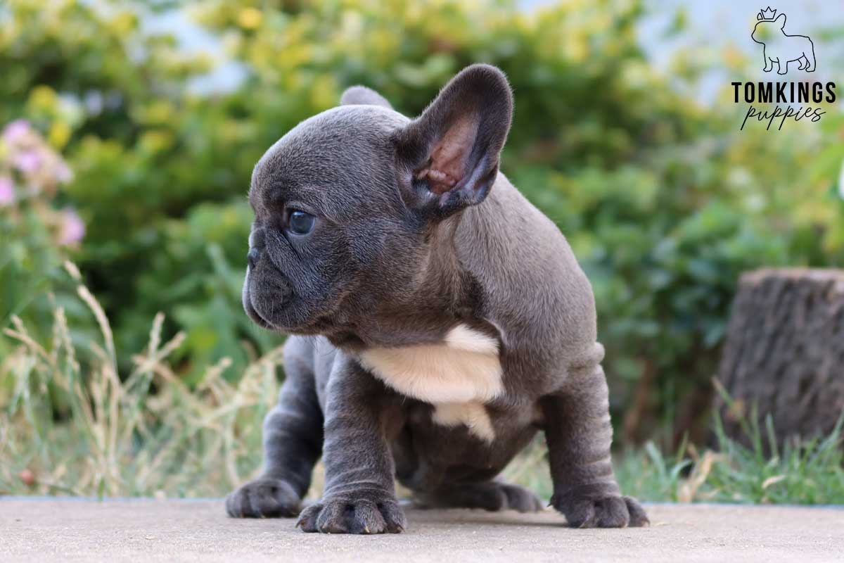 What to do when your Frenchie gets scared? - TomKings Blog