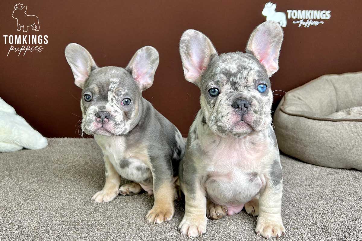 How to fly with your Frenchie? - TomKings Blog