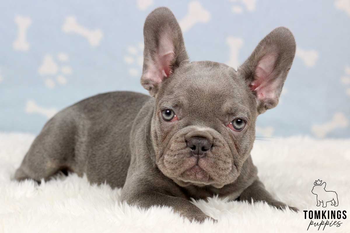 How to fly with your Frenchie? - TomKings Blog