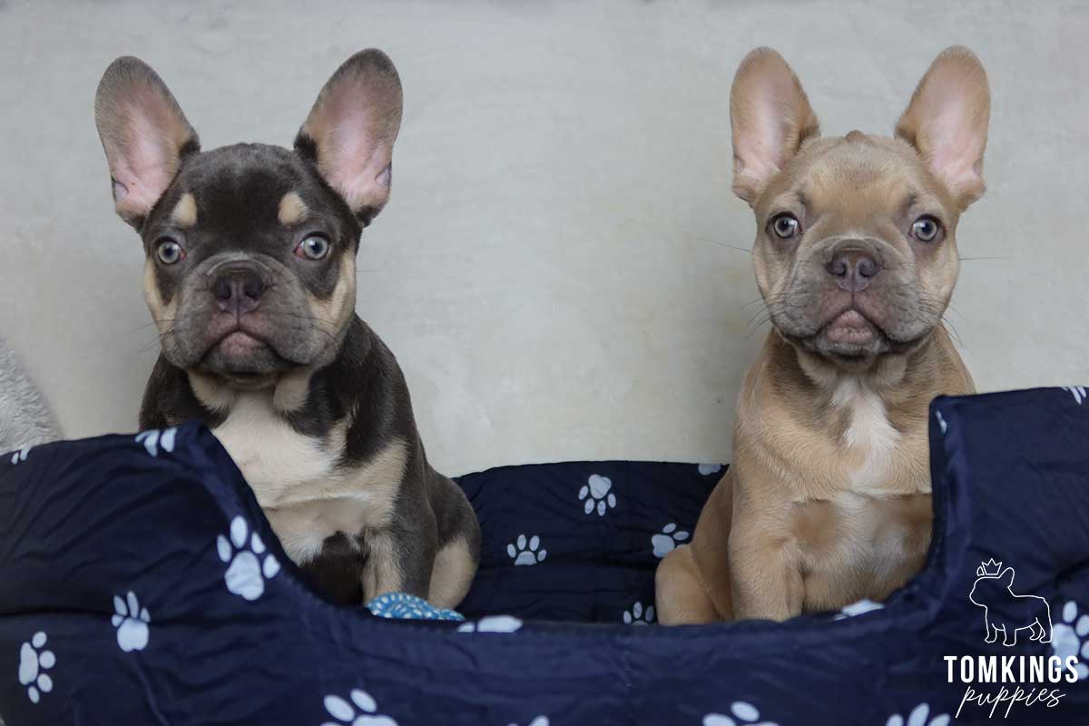 What to do when your Frenchie gets scared? - TomKings Blog